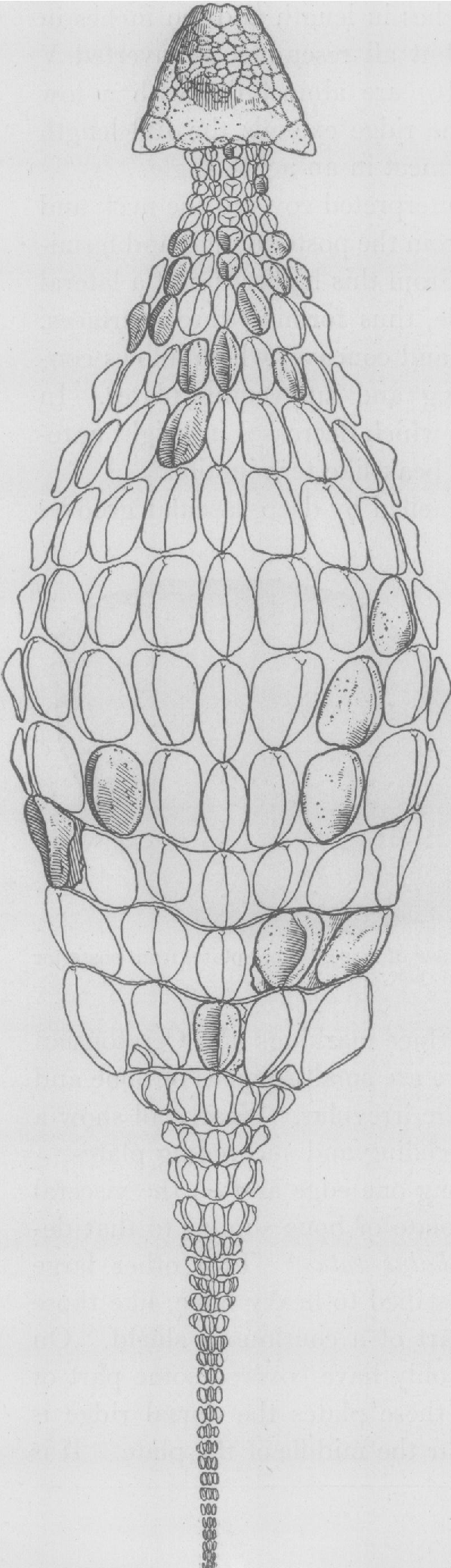 Ankylosaurus