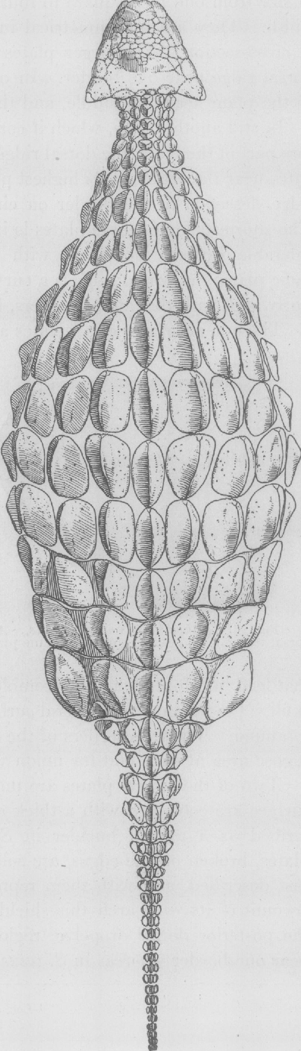 Ankylosaurus