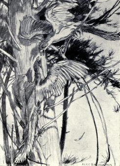 Archaeopteryx