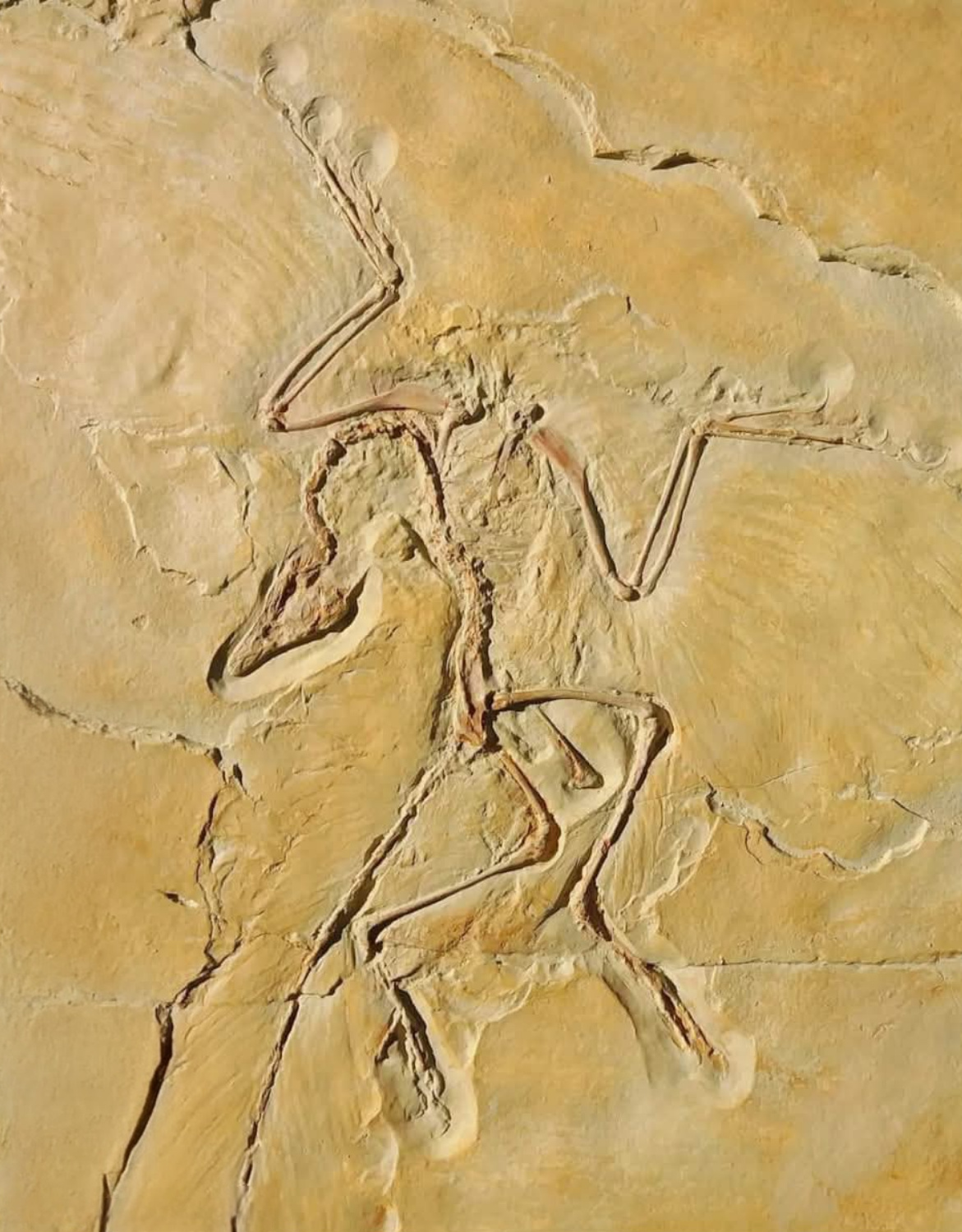 Archaeopteryx
