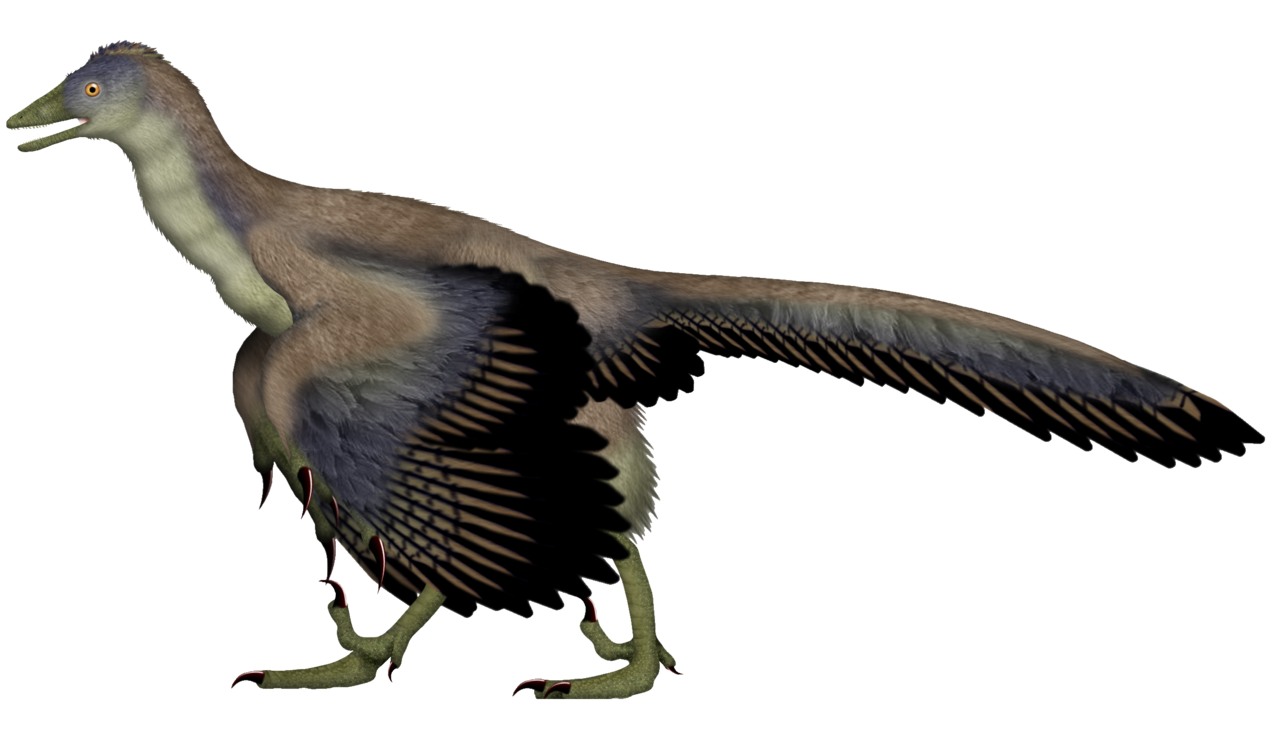 Archaeopteryx
