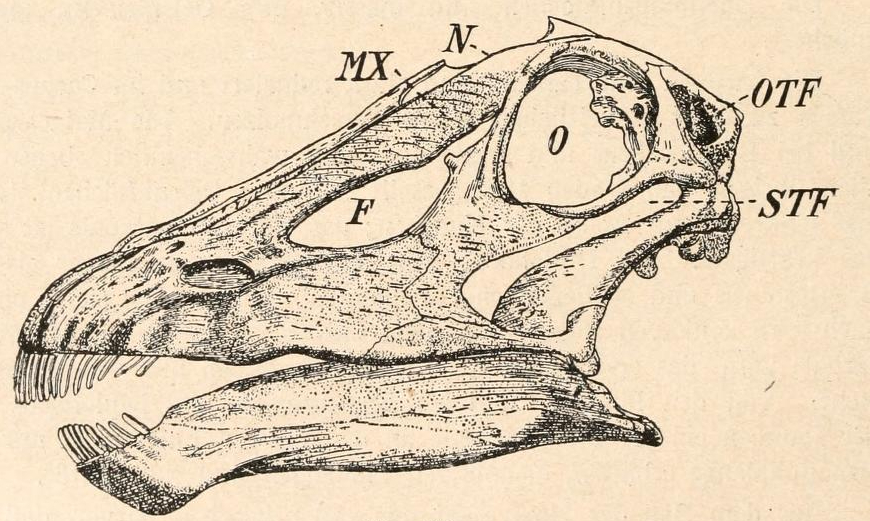 Diplodocus