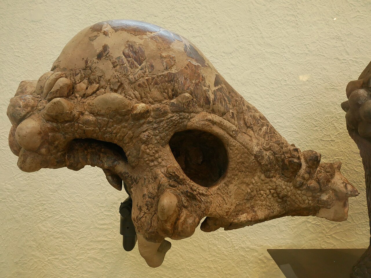 Pachycephalosaurus