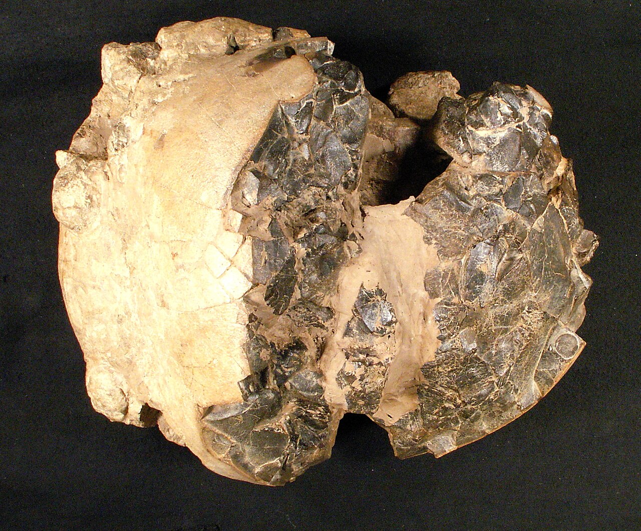 Pachycephalosaurus