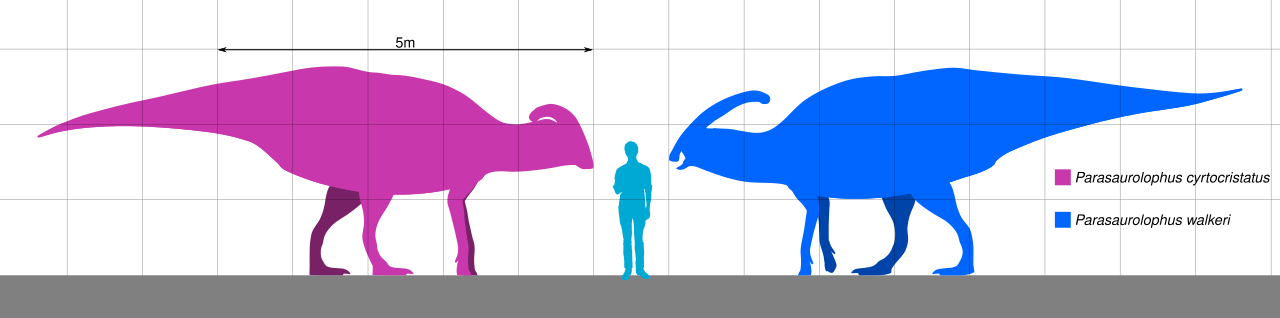 Parasaurolophus