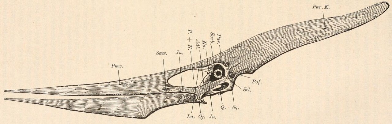 Pteranodon