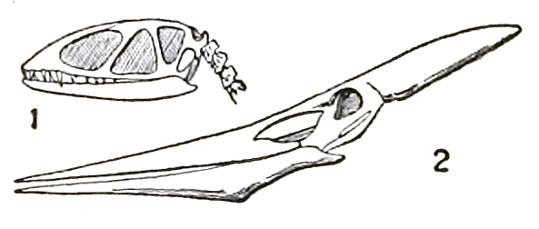 Pteranodon
