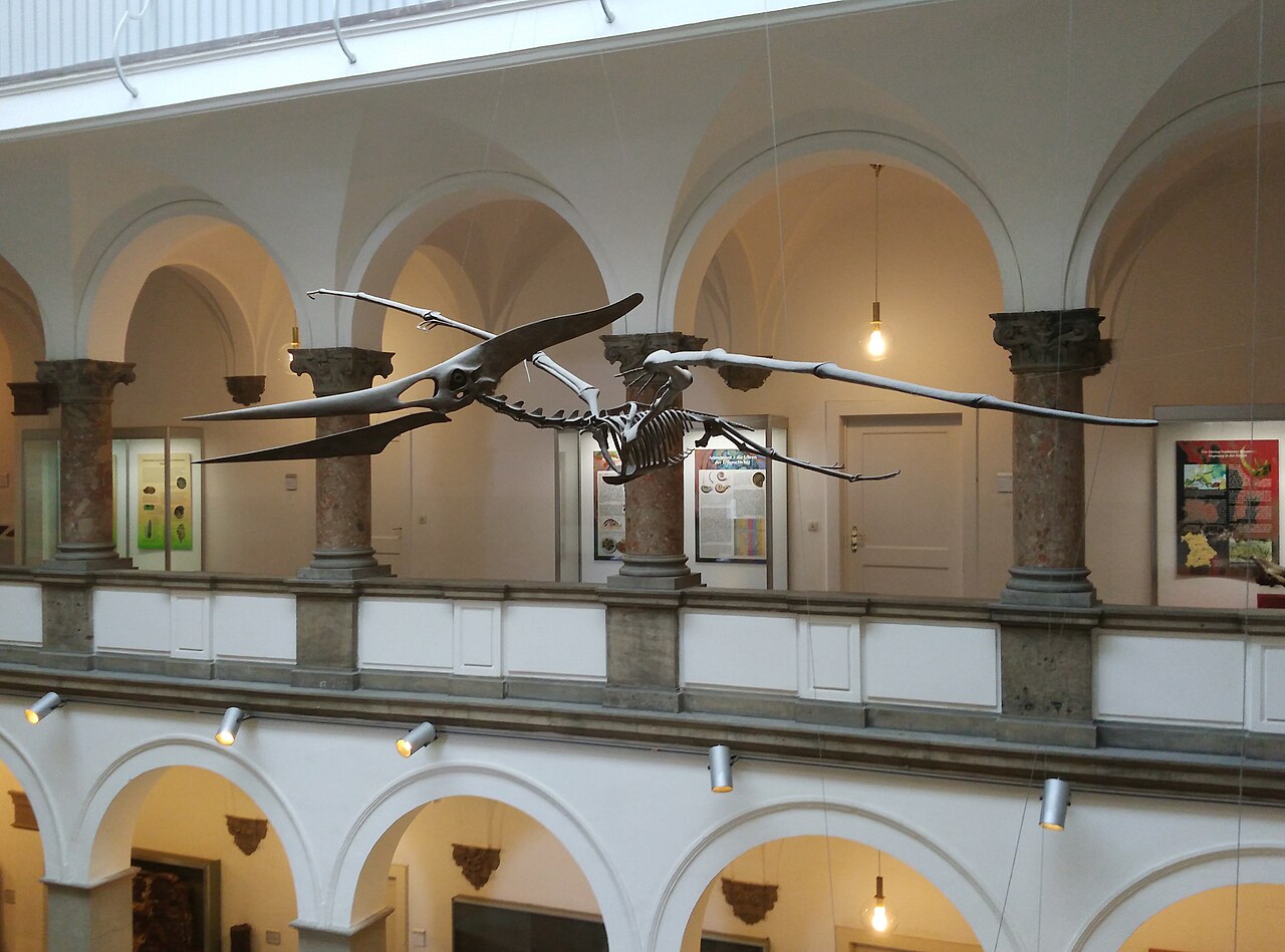 Pteranodon