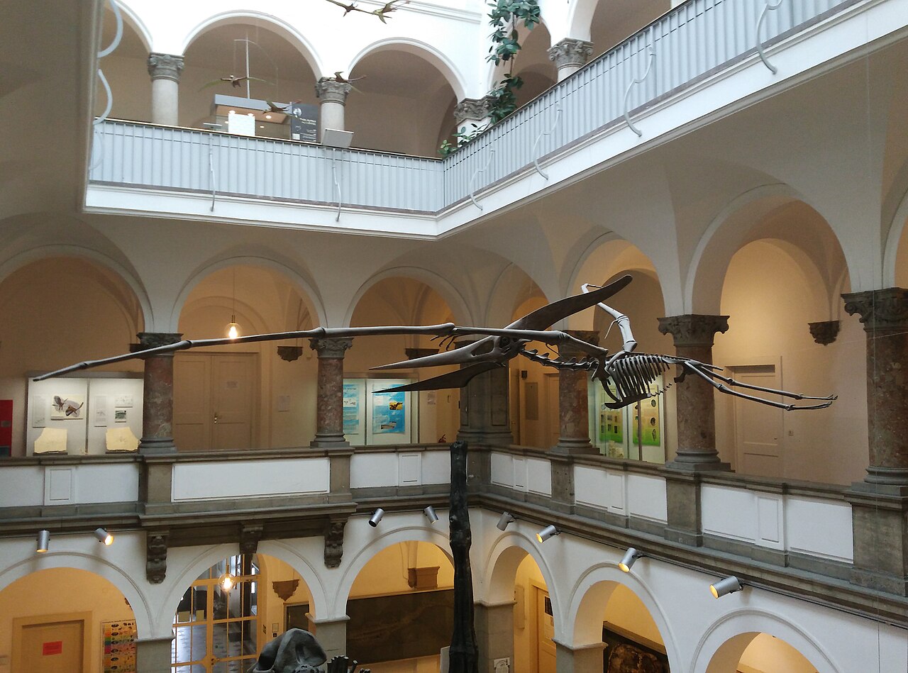 Pteranodon