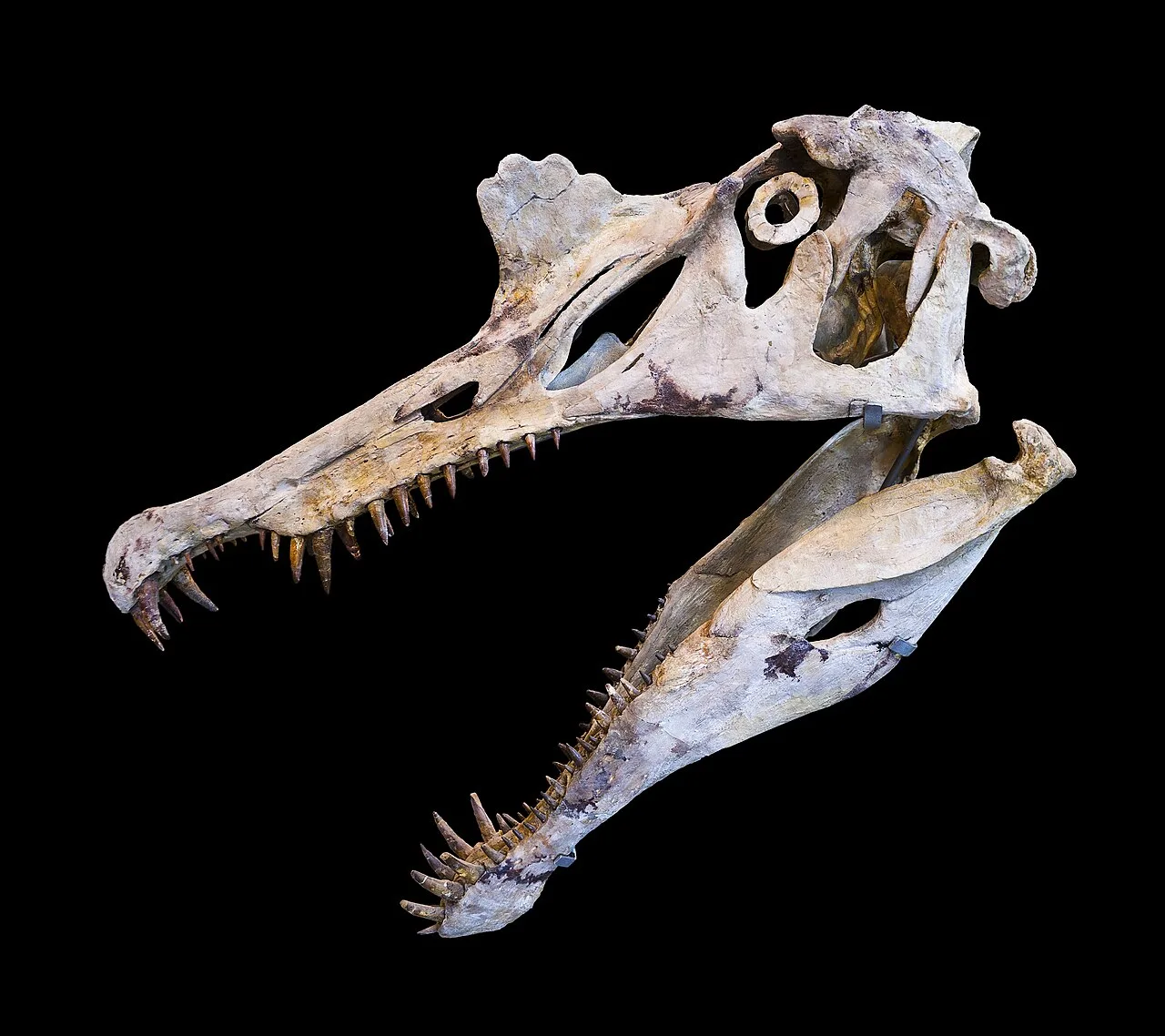 Spinosaurus