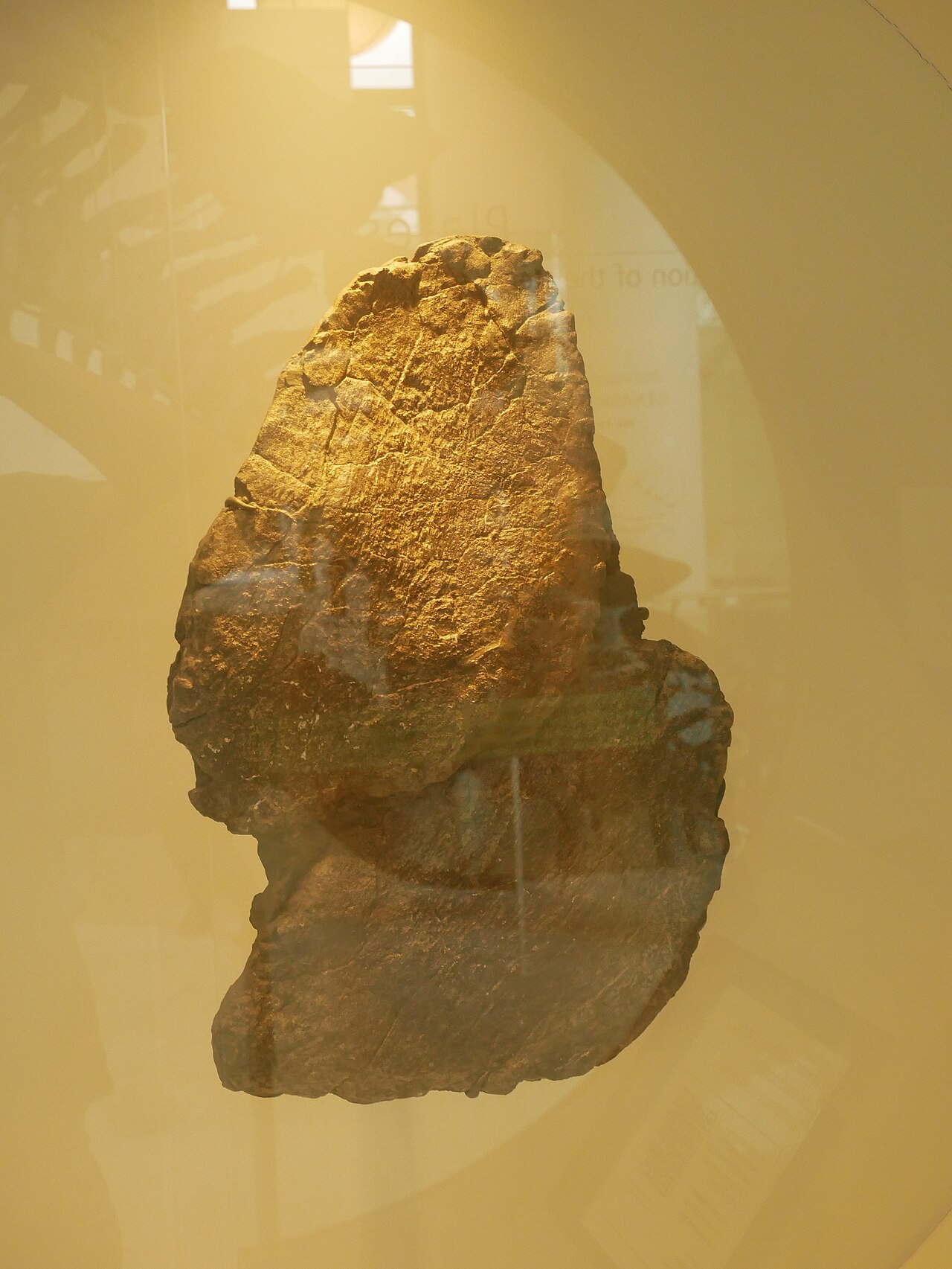 Stegosaurus