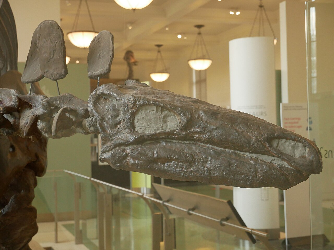 Stegosaurus
