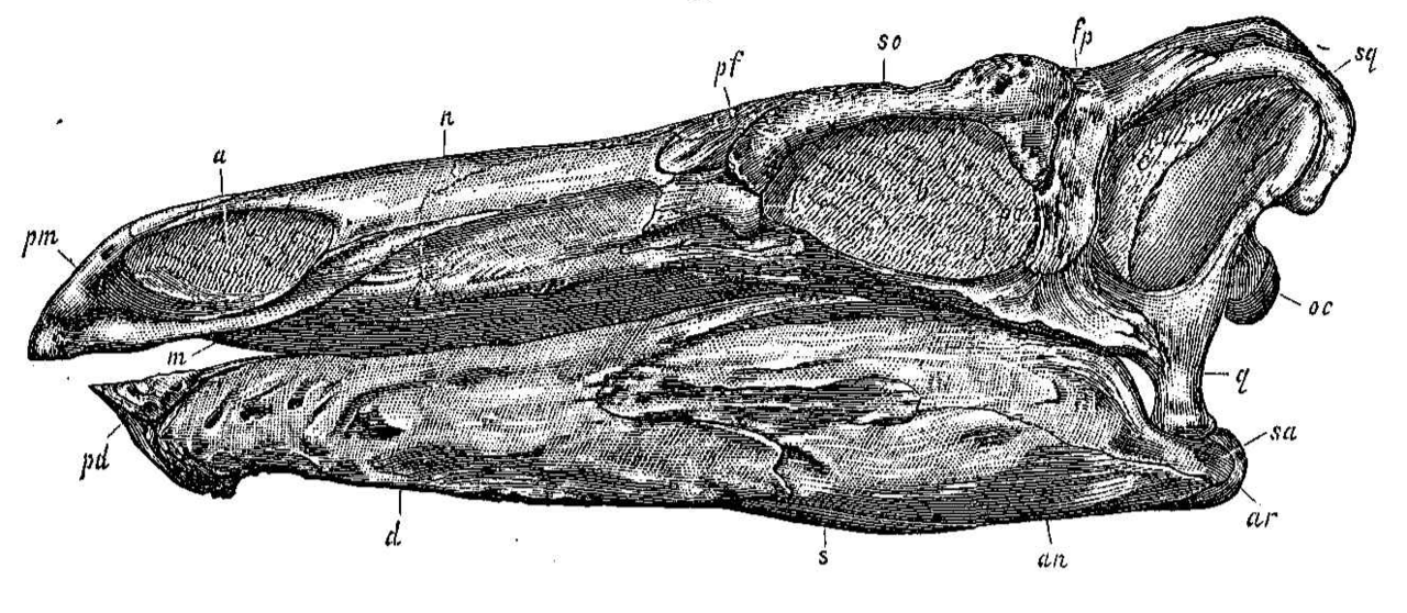 Stegosaurus