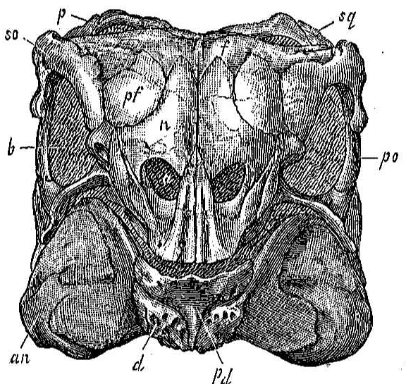 Stegosaurus