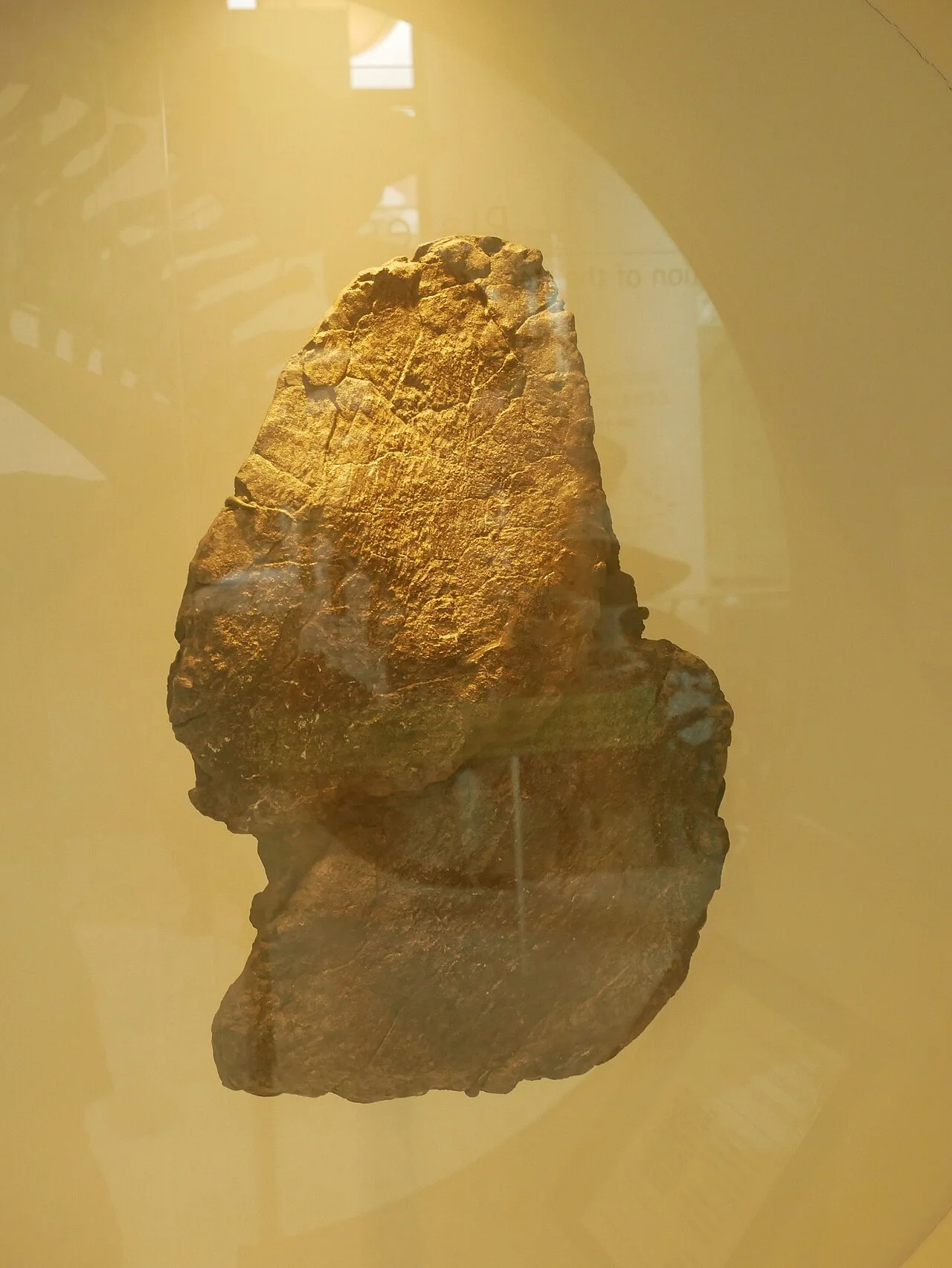 Stegosaurus