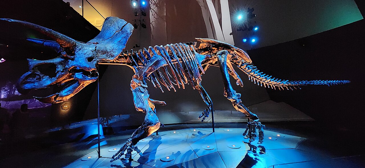 Triceratops