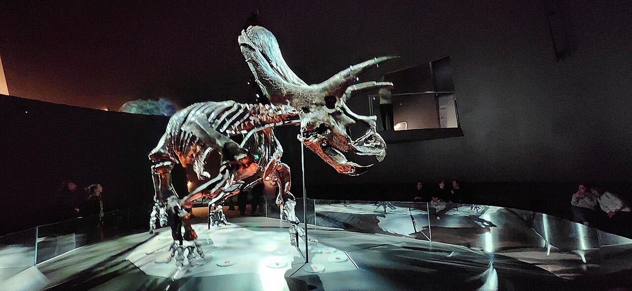 Triceratops