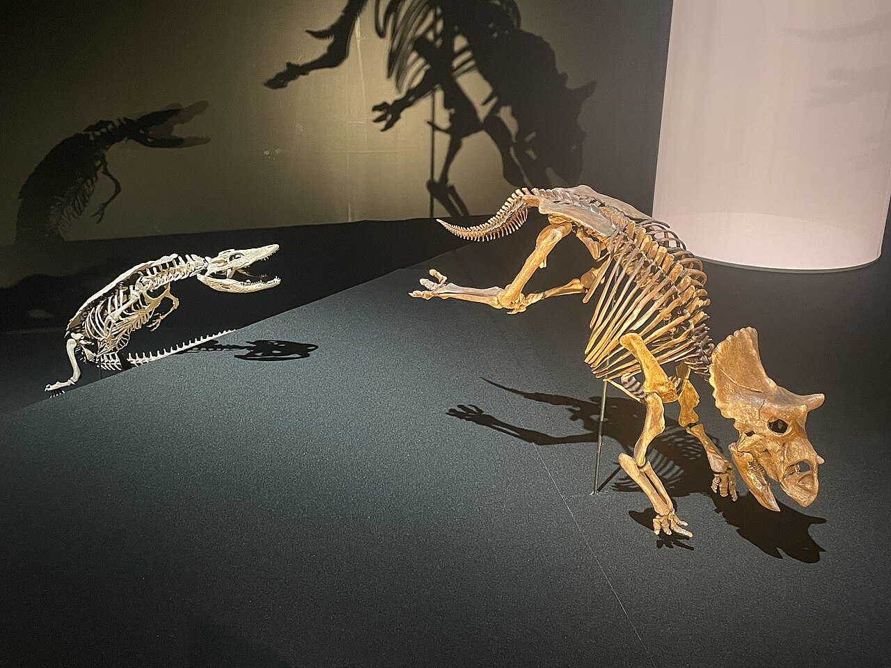 Triceratops