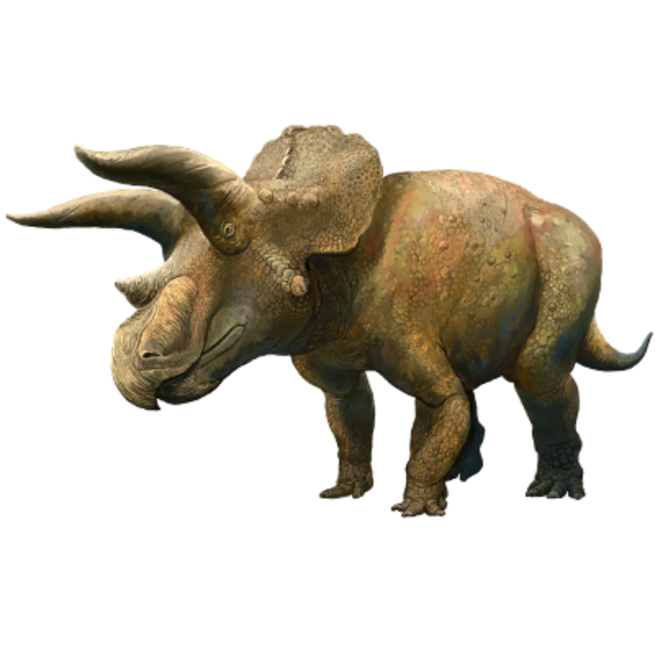 Triceratops