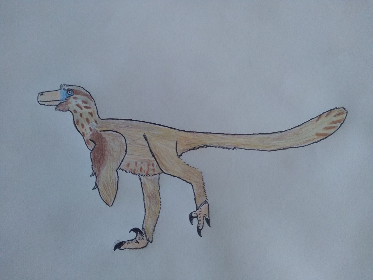 Velociraptor